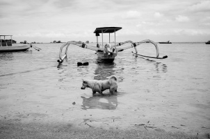 Bali Dog Gone Fishing - Bali Street Photographer in Nusa Lembongan