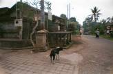 Bali Dog on 35 mm film - Somewhere in Bali
