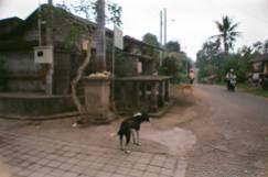 Bali Dog on 35 mm film - Somewhere in Bali