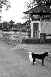 Bali Dogs - Somewhere in Bali - Bali Street Photographer