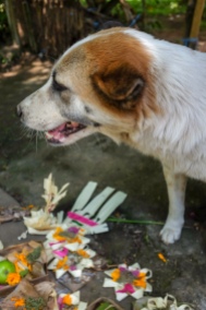 Bali dog on Galungan Day May 2018 - Bali Street Photographer