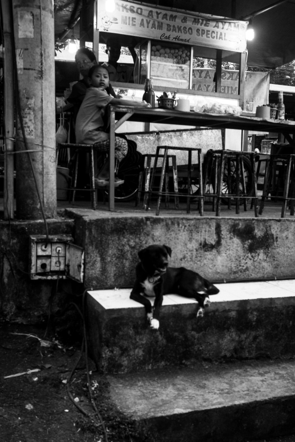 Bali Dog at Pasar Sayan Night Market - Bali Street Photographer