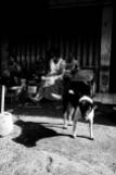 I love Bali Dogs - Bali Street Photographer