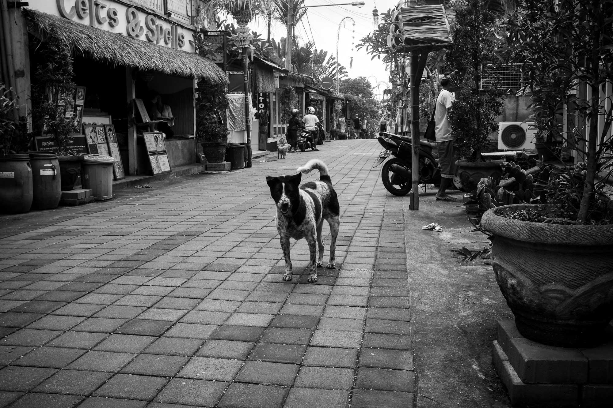 Bali Street Dog of Ubud Bali - Bali Street Photographer