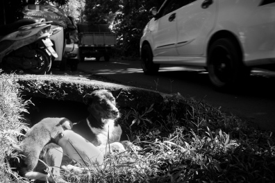 Bali Street Dog with her puppies - Bali Street Photographer